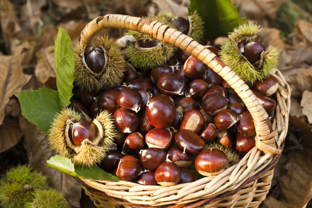 Autumn chestnut mood